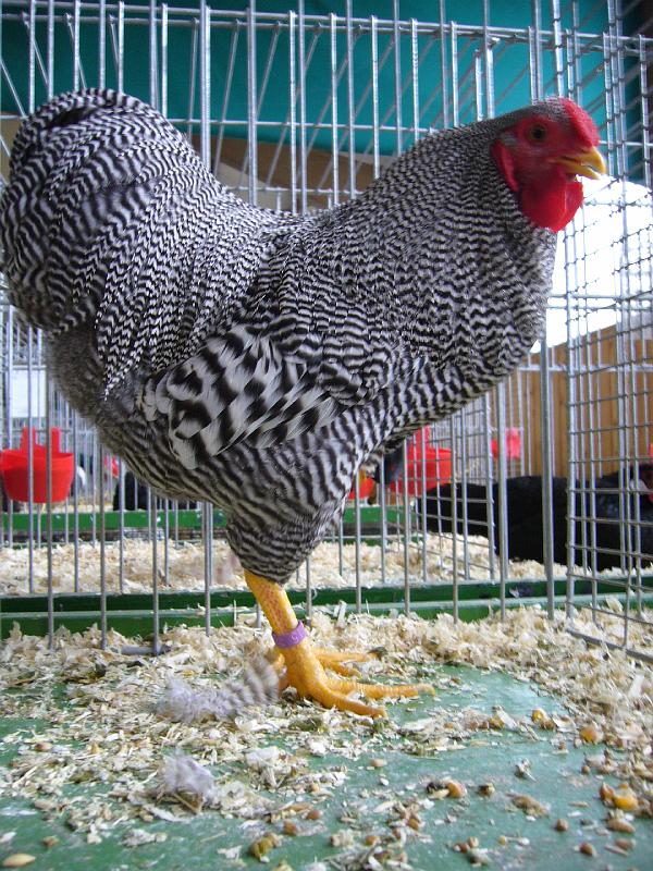 Bezirksschau Luebbecke 324.jpg - Zwerg Wyandotten gestreift von Noah Petersmann Preis sg 95 Z